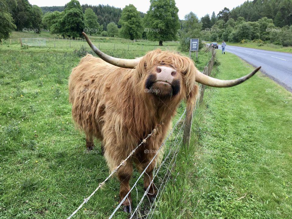 I wish he was my pet Highland Coo 🐮