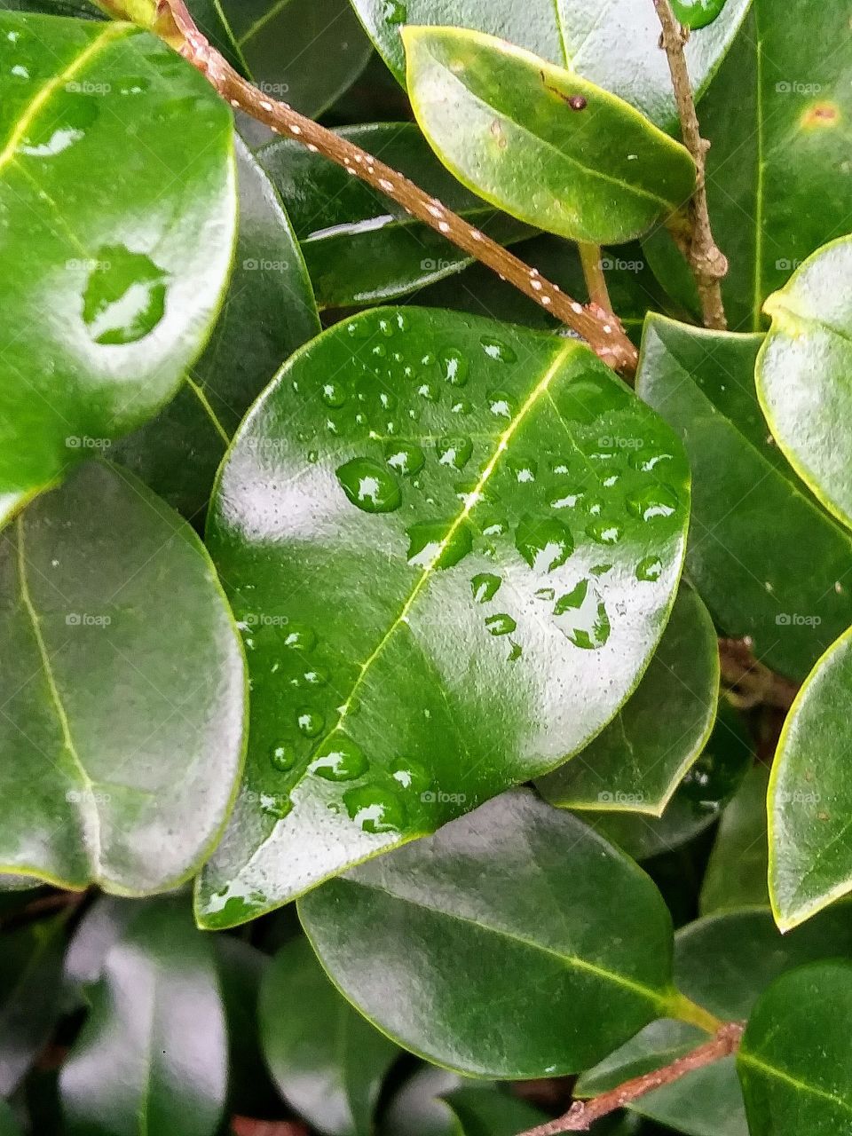 leaves after the rain