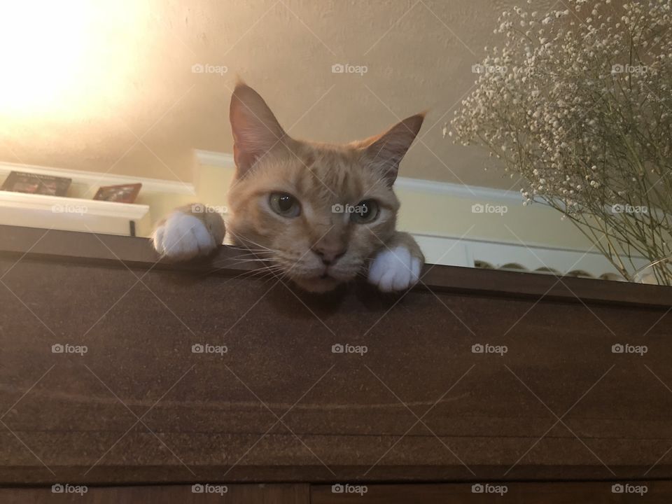 Our orange cat who was a stray. Peeking over the counter. 