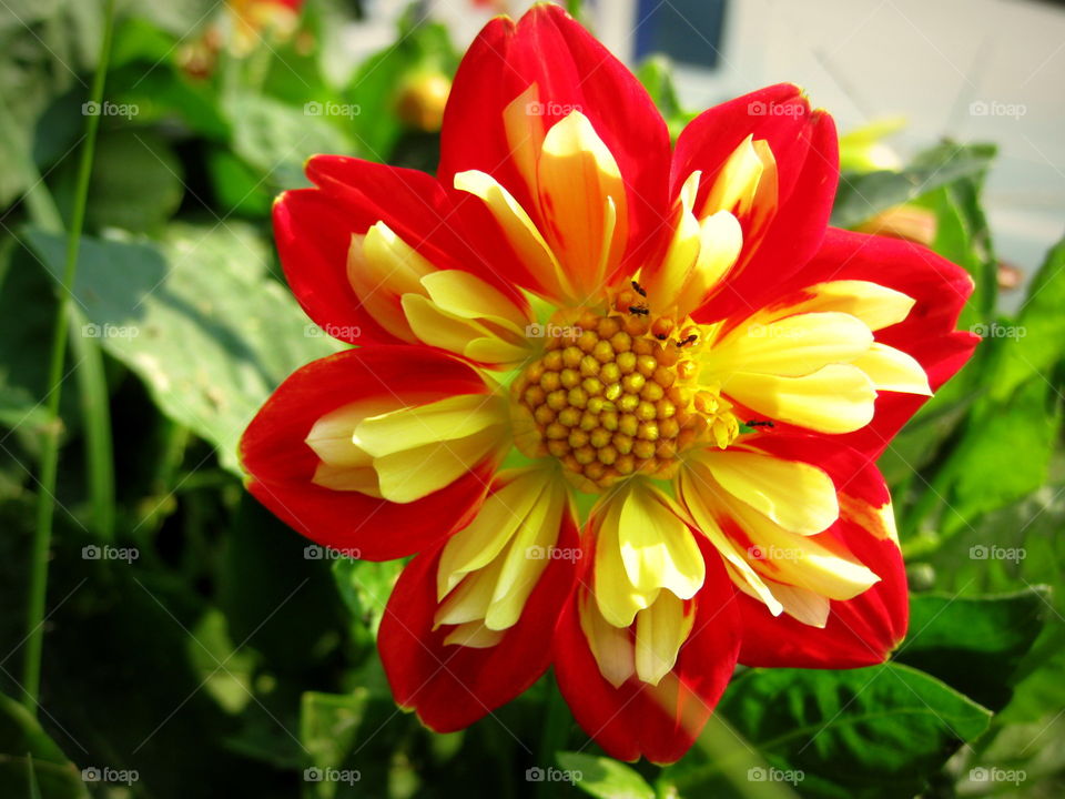  A beautiful red and yellow flower 