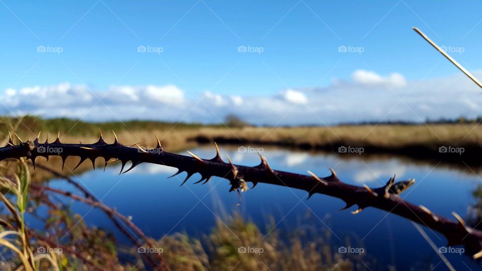 pond with rose thorns