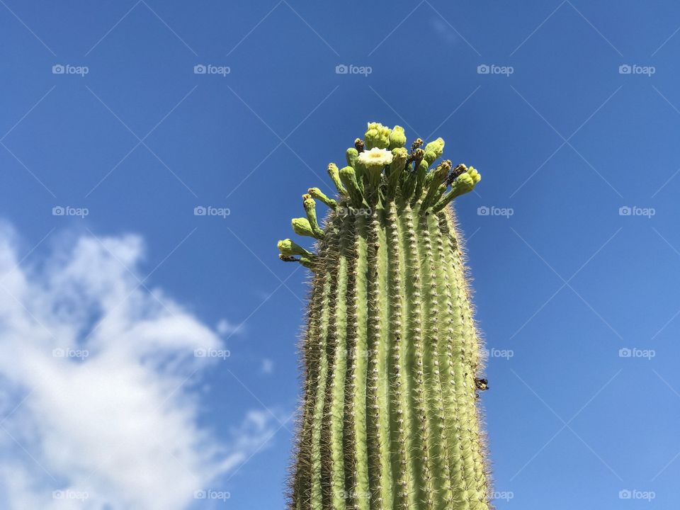 Nature - Floral Desert Landscape 