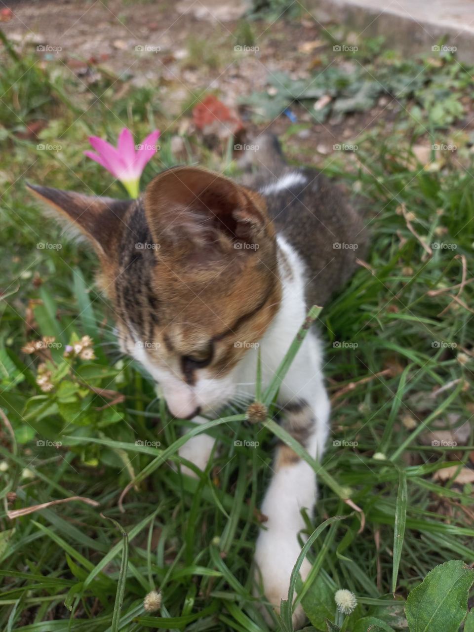 Cute kitten playing in the grass