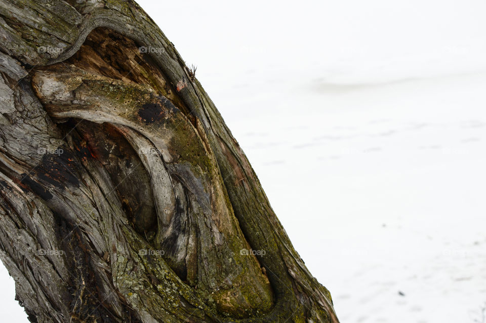 Tree trunk textures against foggy frozen snow covered lake on winter conceptual cold weather winter background with copy space 