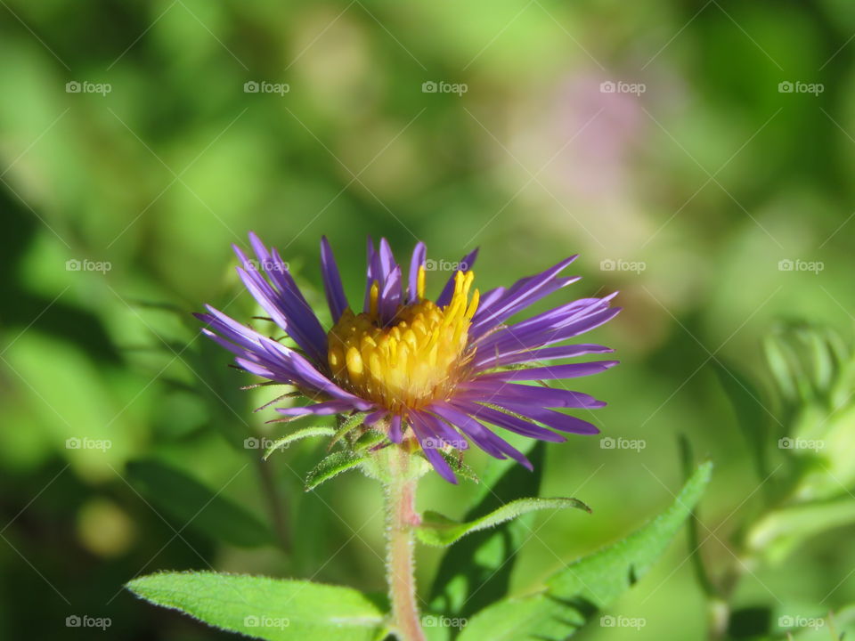 A purple wildflower blooming.