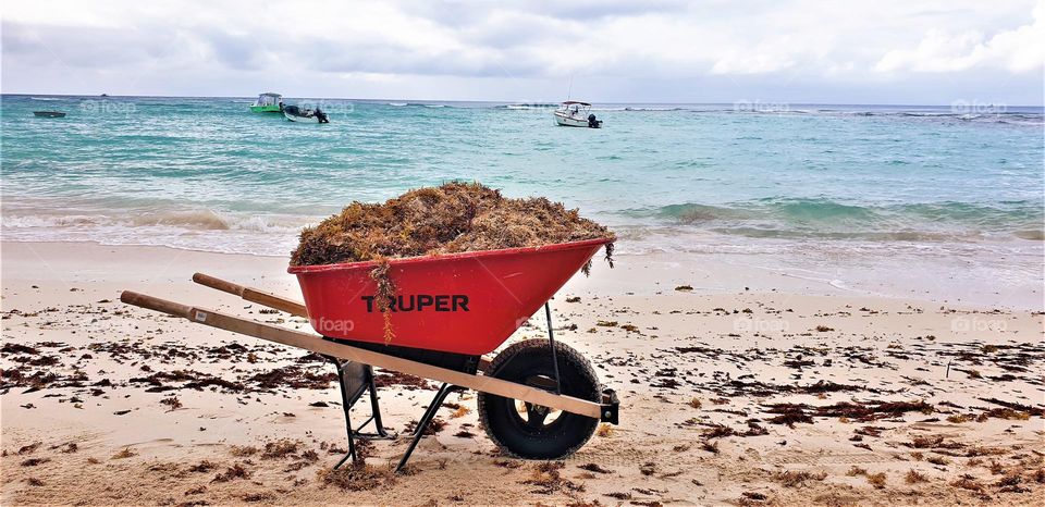 red wheel barrel filled with sargassum seaweed at the beach on Barbados