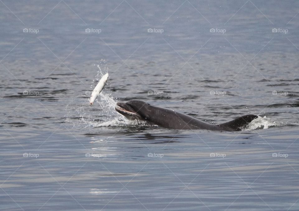 Moray Firth dolphin, salmon fishing
