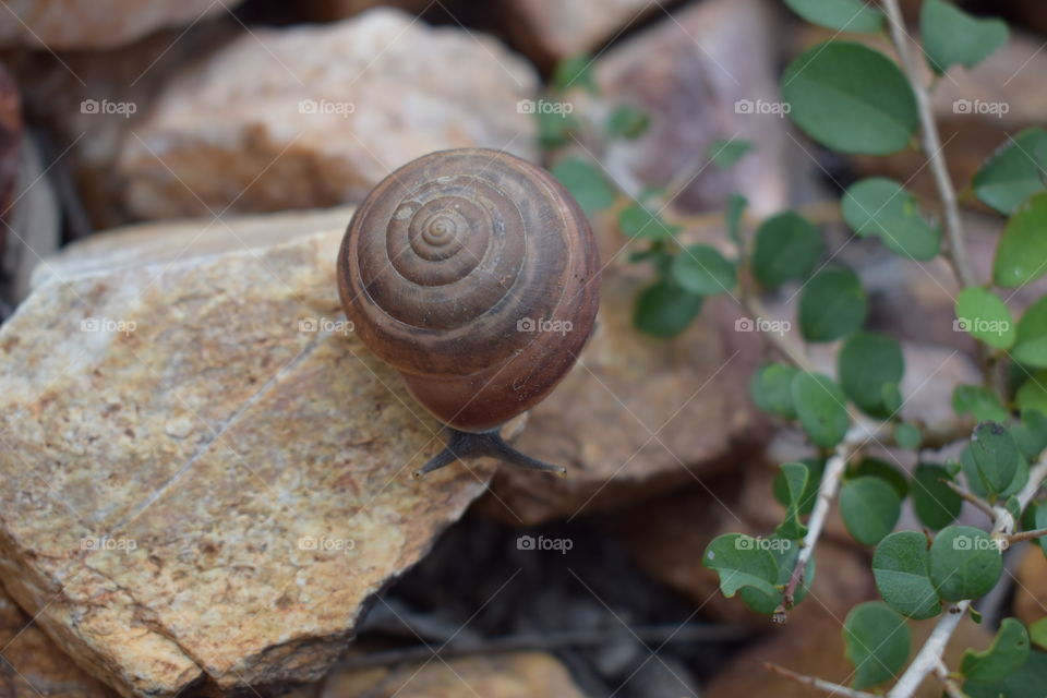 The snail