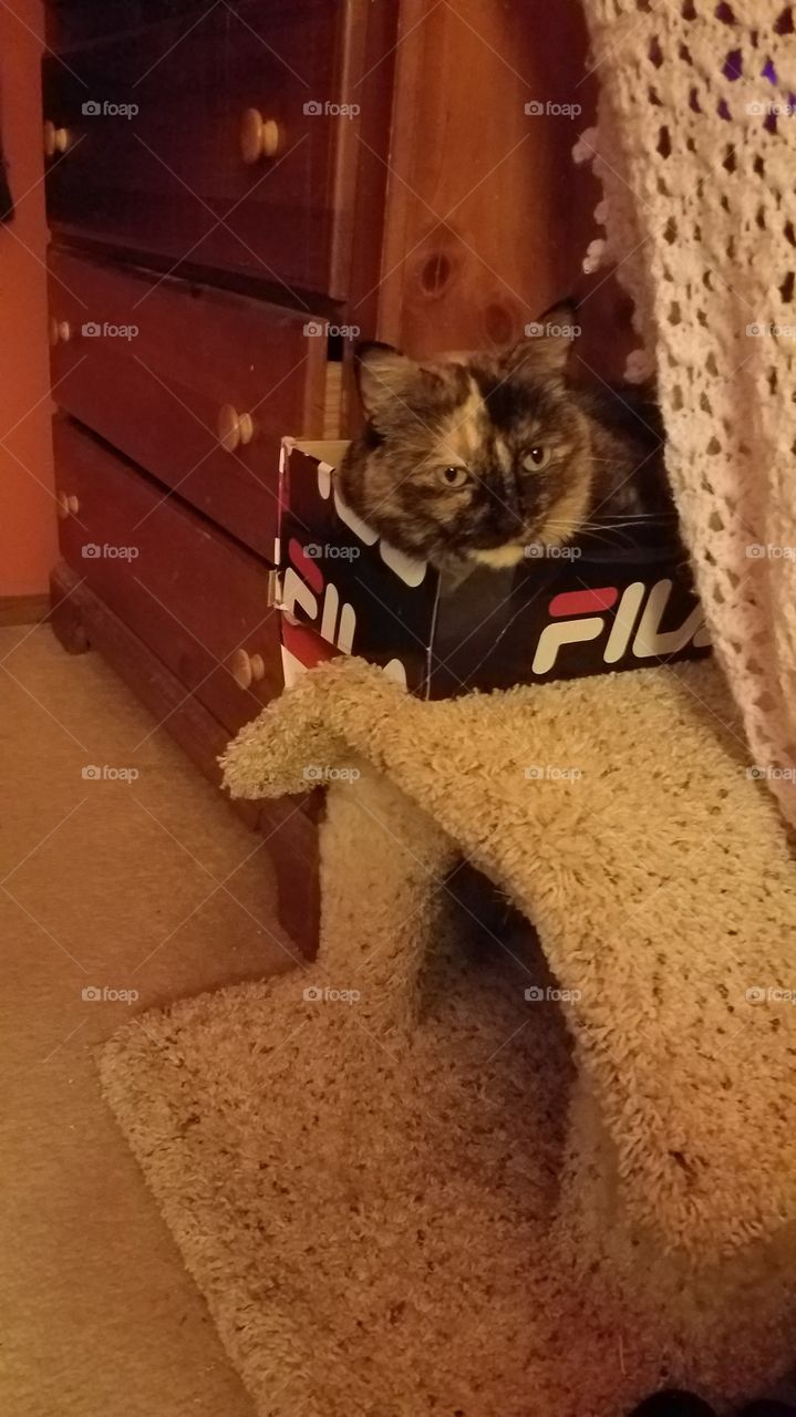 cat in a box