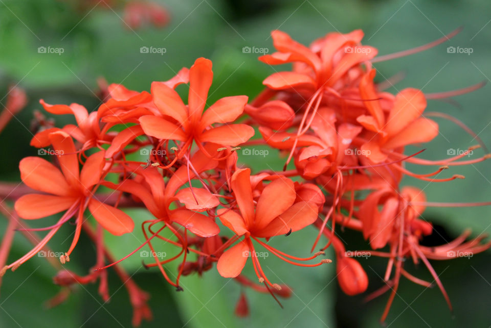 Crazy plant people, orange flowers