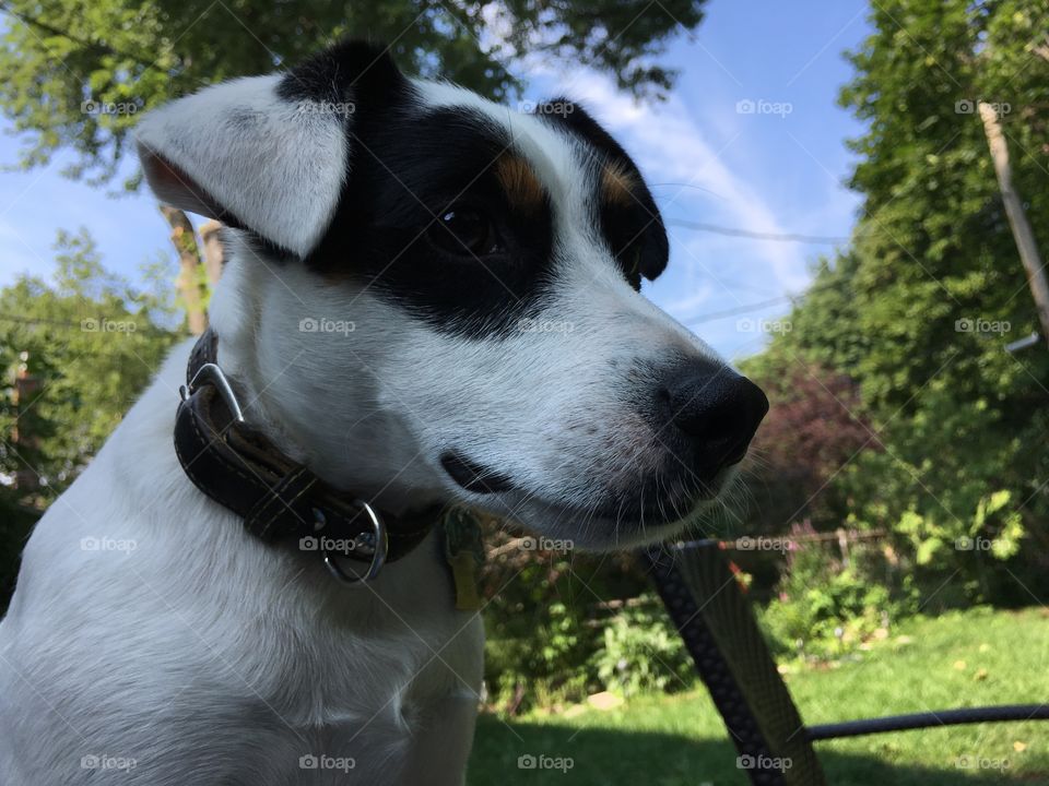 Closeup portrait of cute family dog outdoors in sunny garden with blue sky 