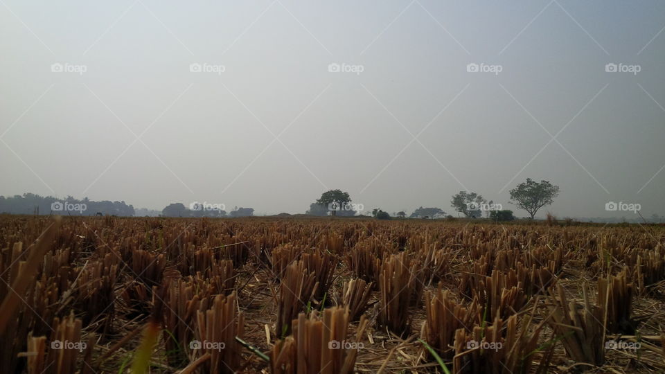 crop fields after harvesting