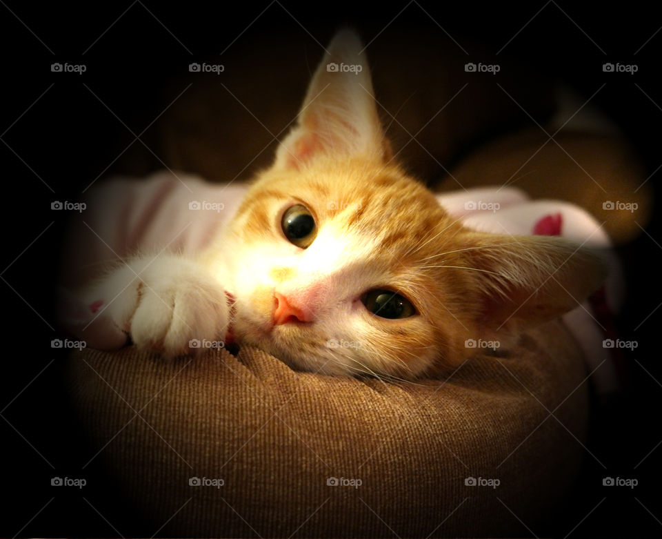 cute kitten. My kitten Ford. He's wondering whether or not we can play together this evening!