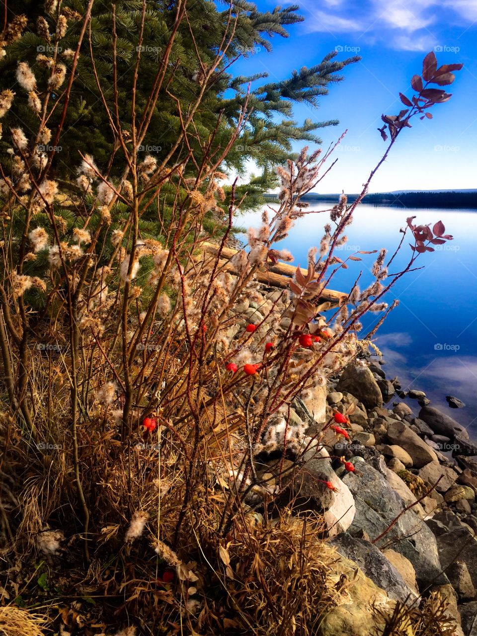 Autumn last colors pushing through along the lakeshore. Wild rose-hips display their bright red glow amongst the dry dead foliage.  