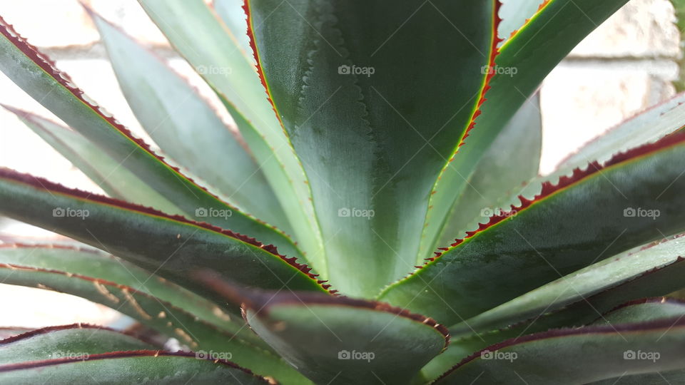 agave