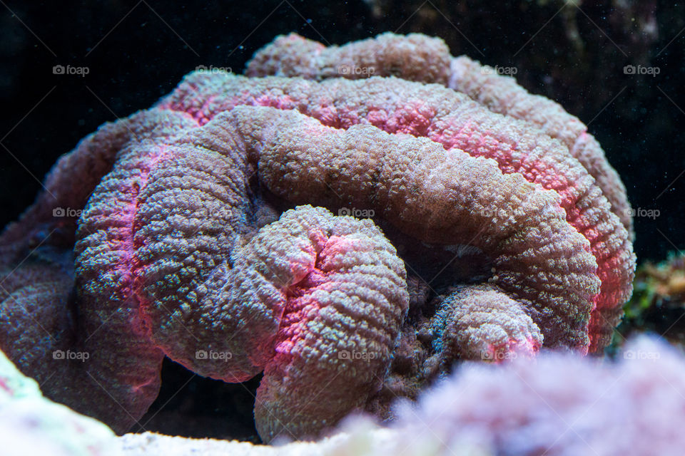 coral reef in aquarium