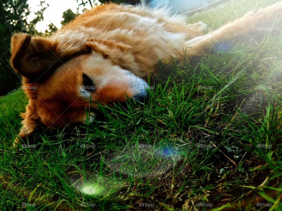 sleeping dog , lays in grass