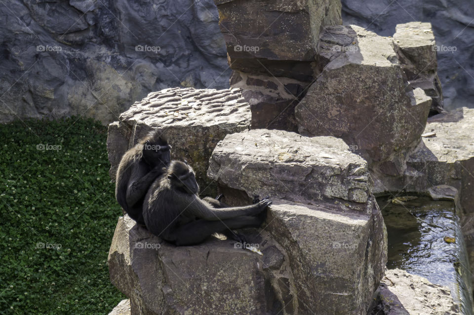 Couple of crested black macaques