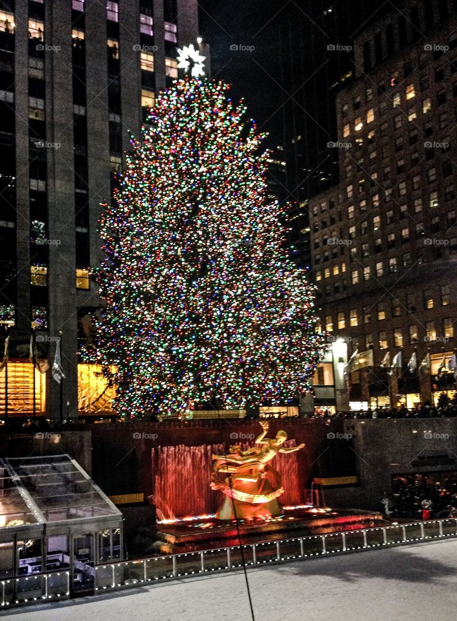 The biggest  Christmas tree 