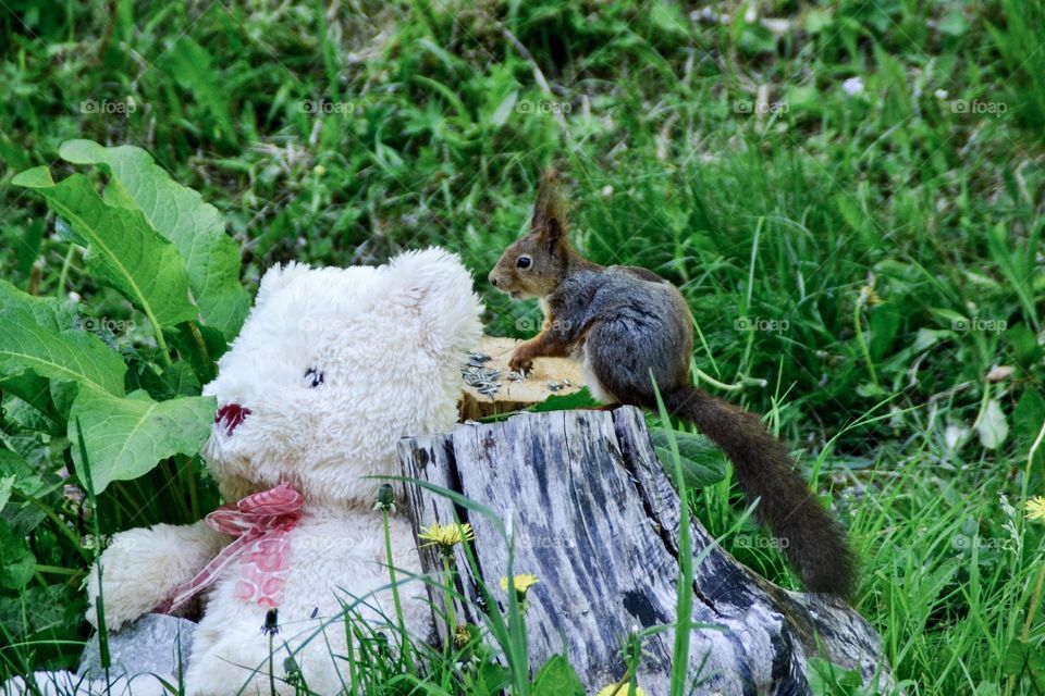 Teddy and Squirrel 