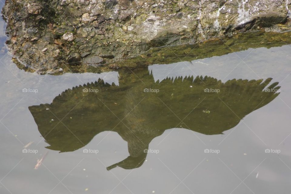 Bird Reflection In Water