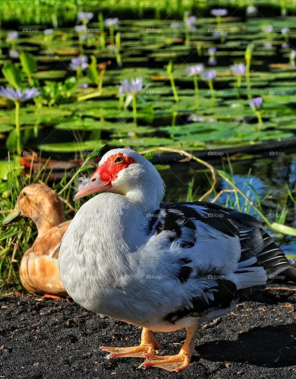 duck