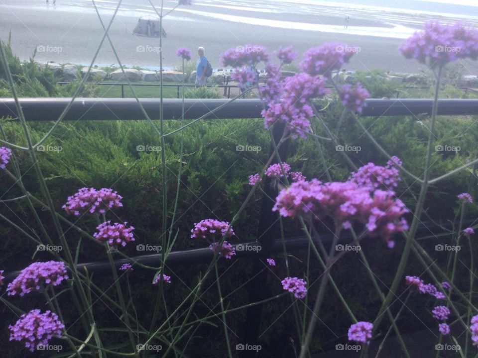 Purple Flowers by the Tracks 