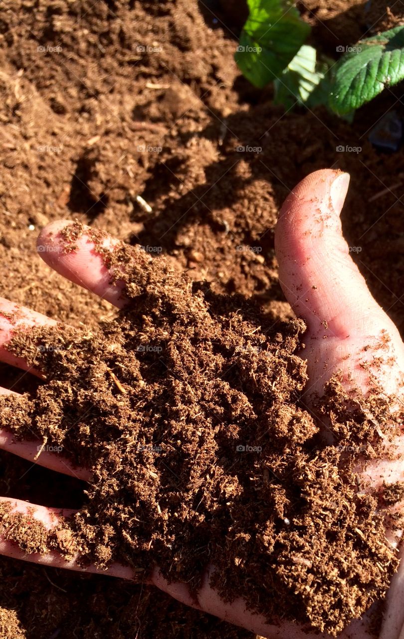 Handful of soil 
