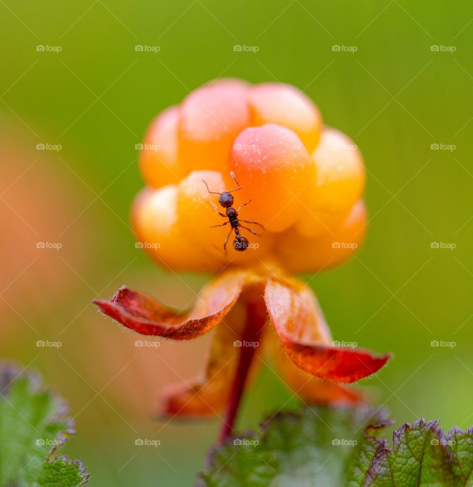 Ant sitting on cloudberry