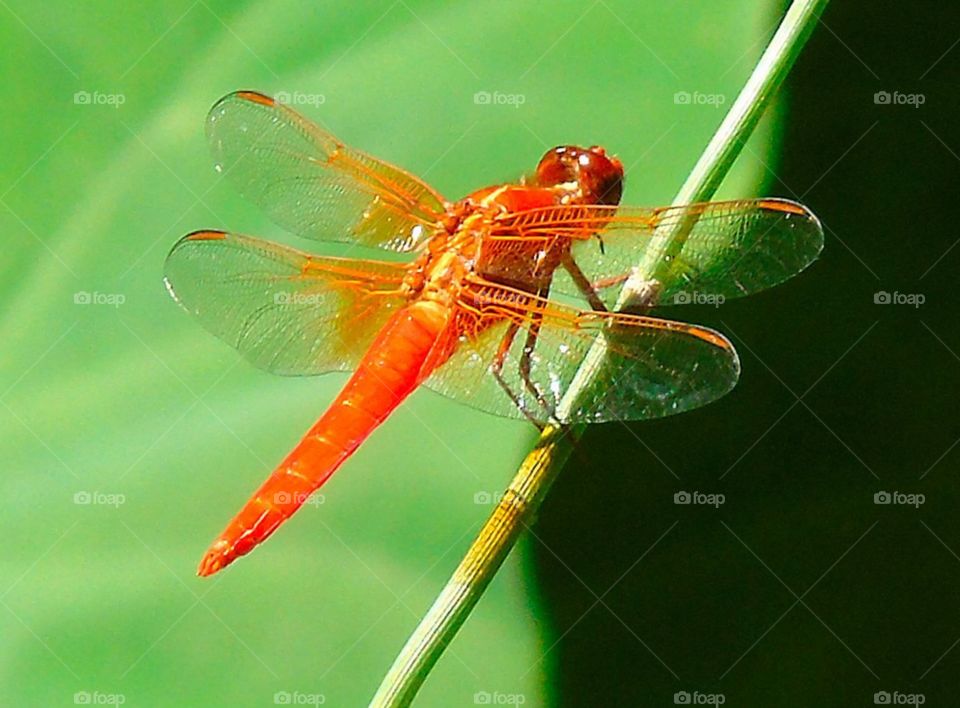 Red dragonfly 
