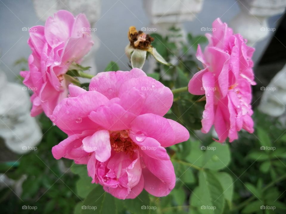 Twenty Twenty. Best photo of twenty twenty year. Beautiful pink colour rose flowers.