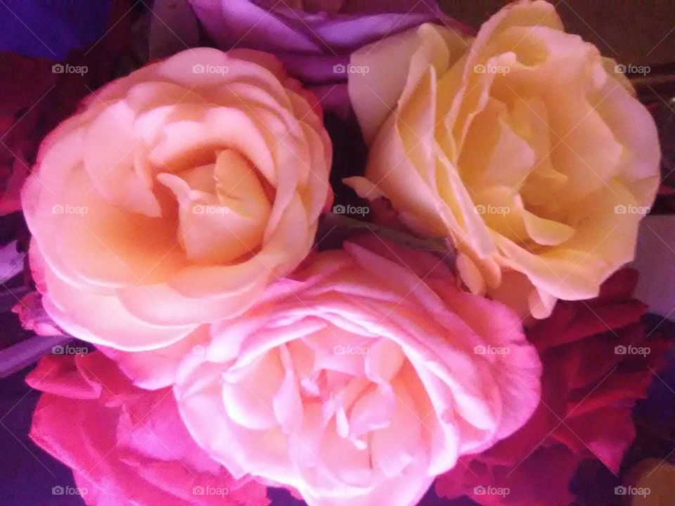pretty roses