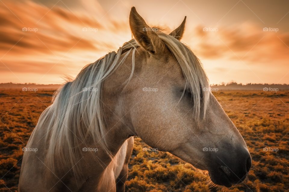 Horse at Sunset