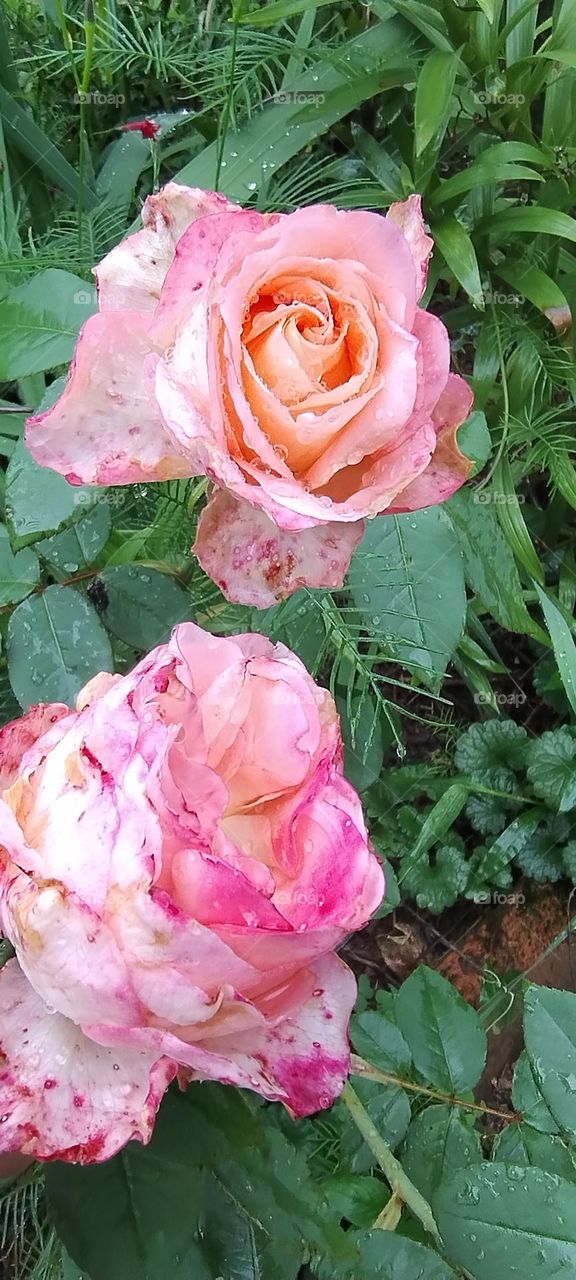 light pink roses