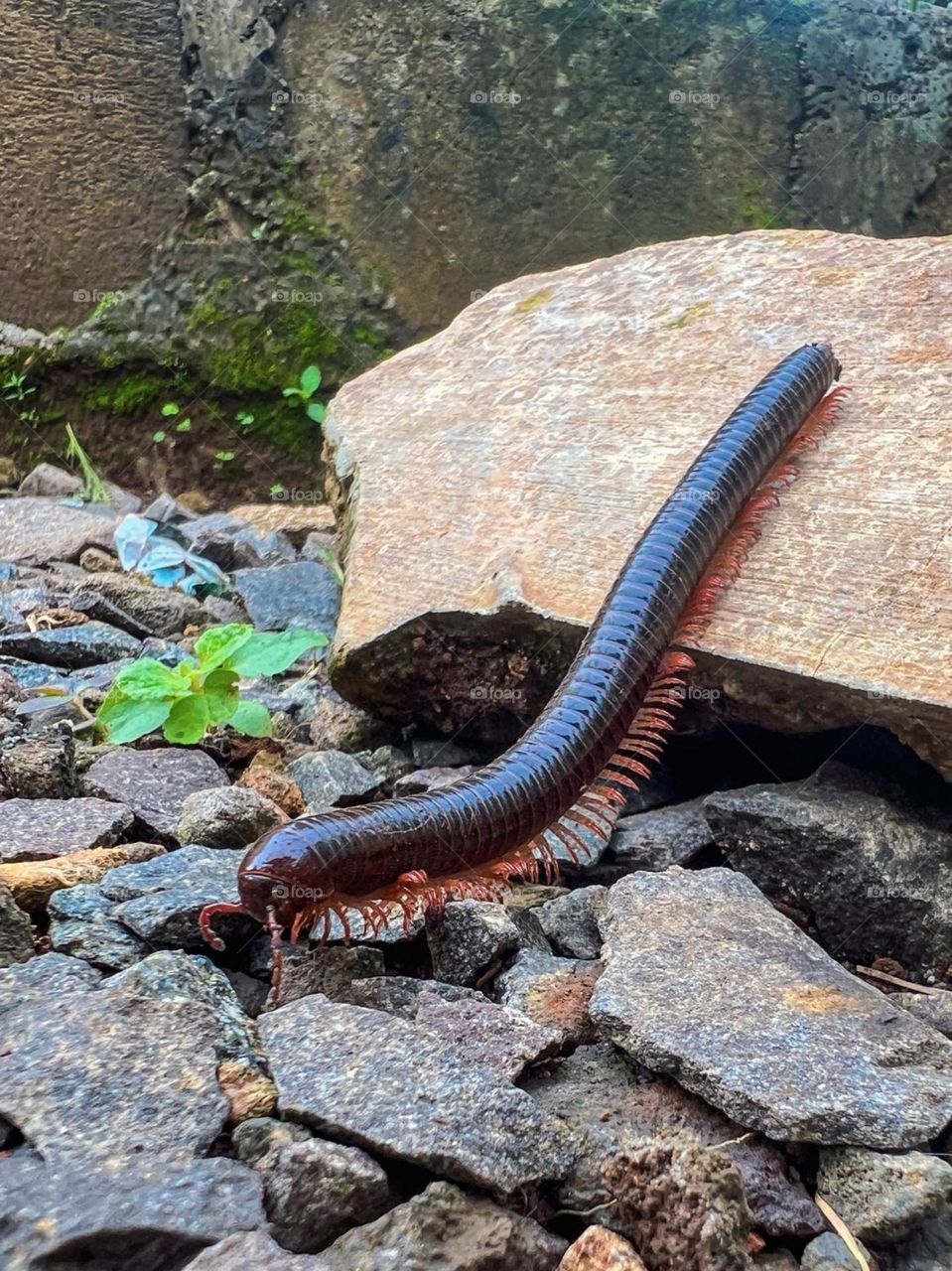 Portrait of a large, shiny black centipede with a red lower body in high angle view