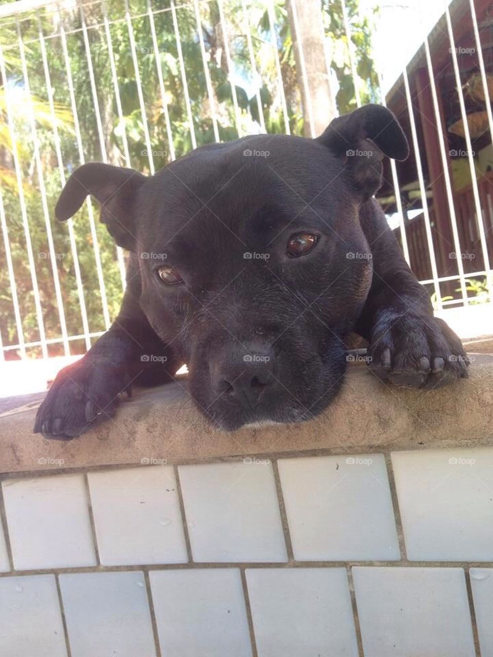 Dog in Summer Pool