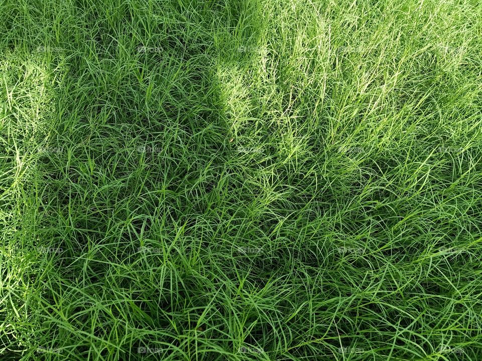 Grass