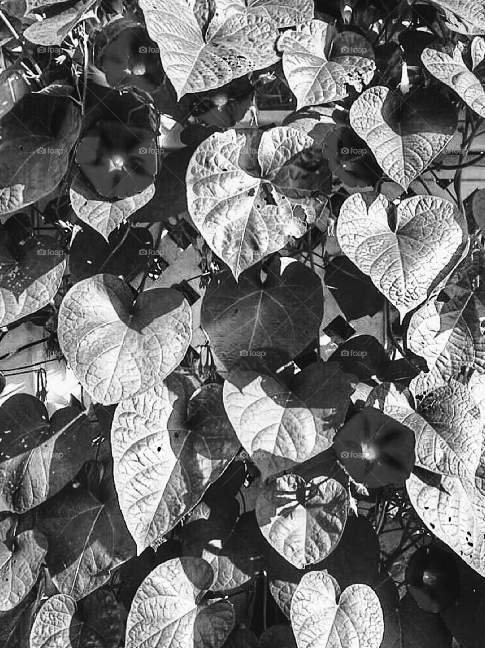 Sunlight on morning glories 
