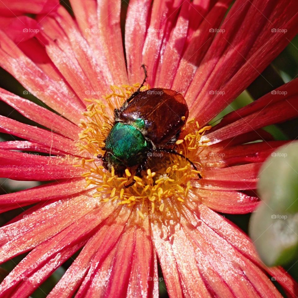 Bug on the flower