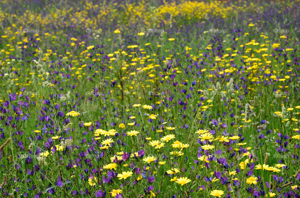 Colourful meadow