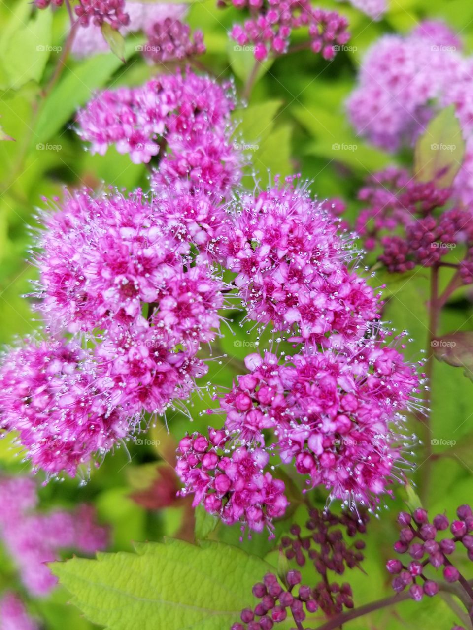 beautiful pink flowers with tiny white bells