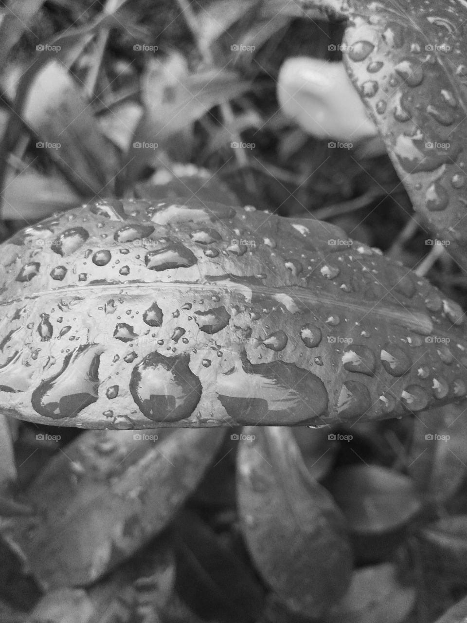 rain drops in the leaf