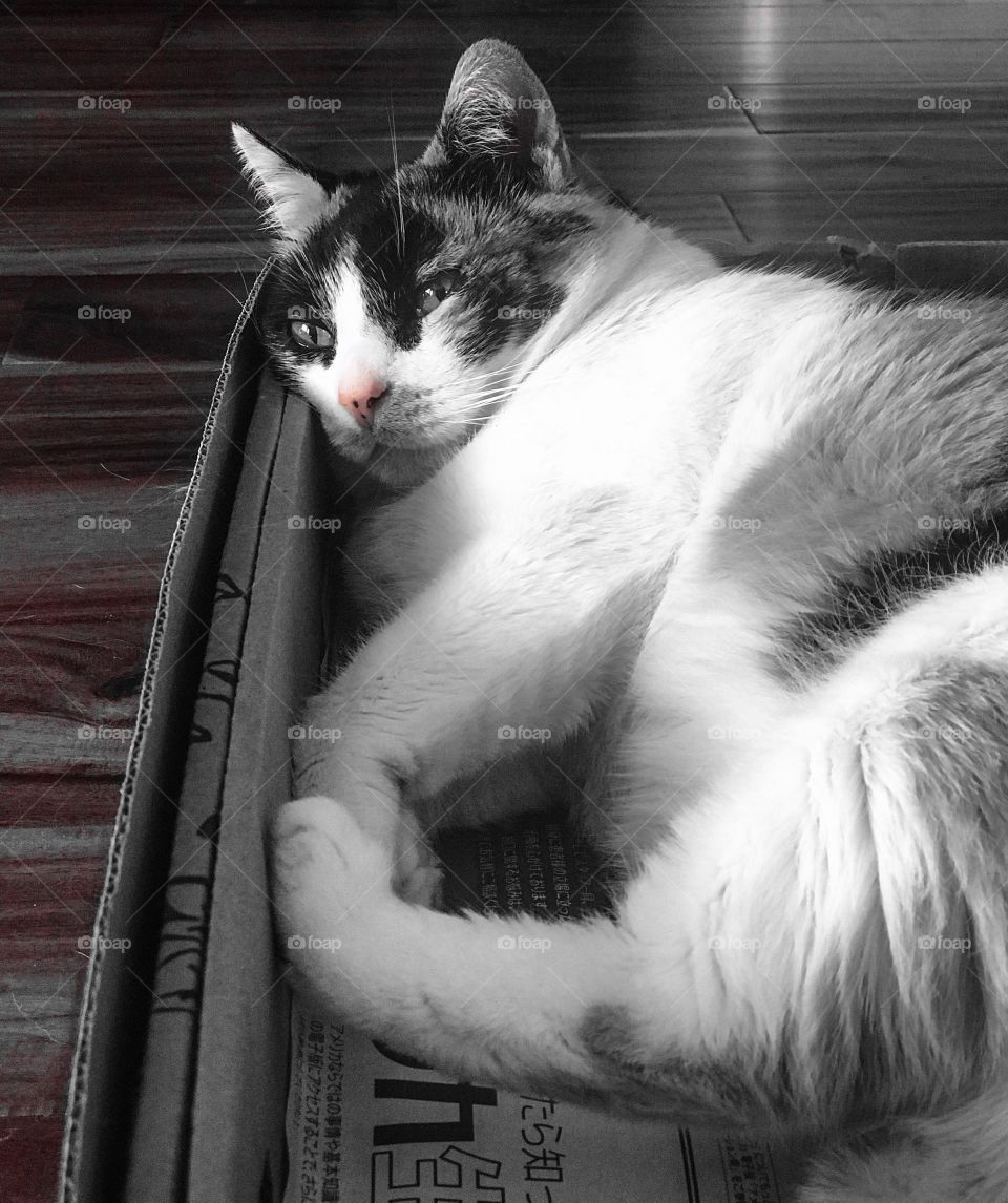 Black and white photography of a cat in a box