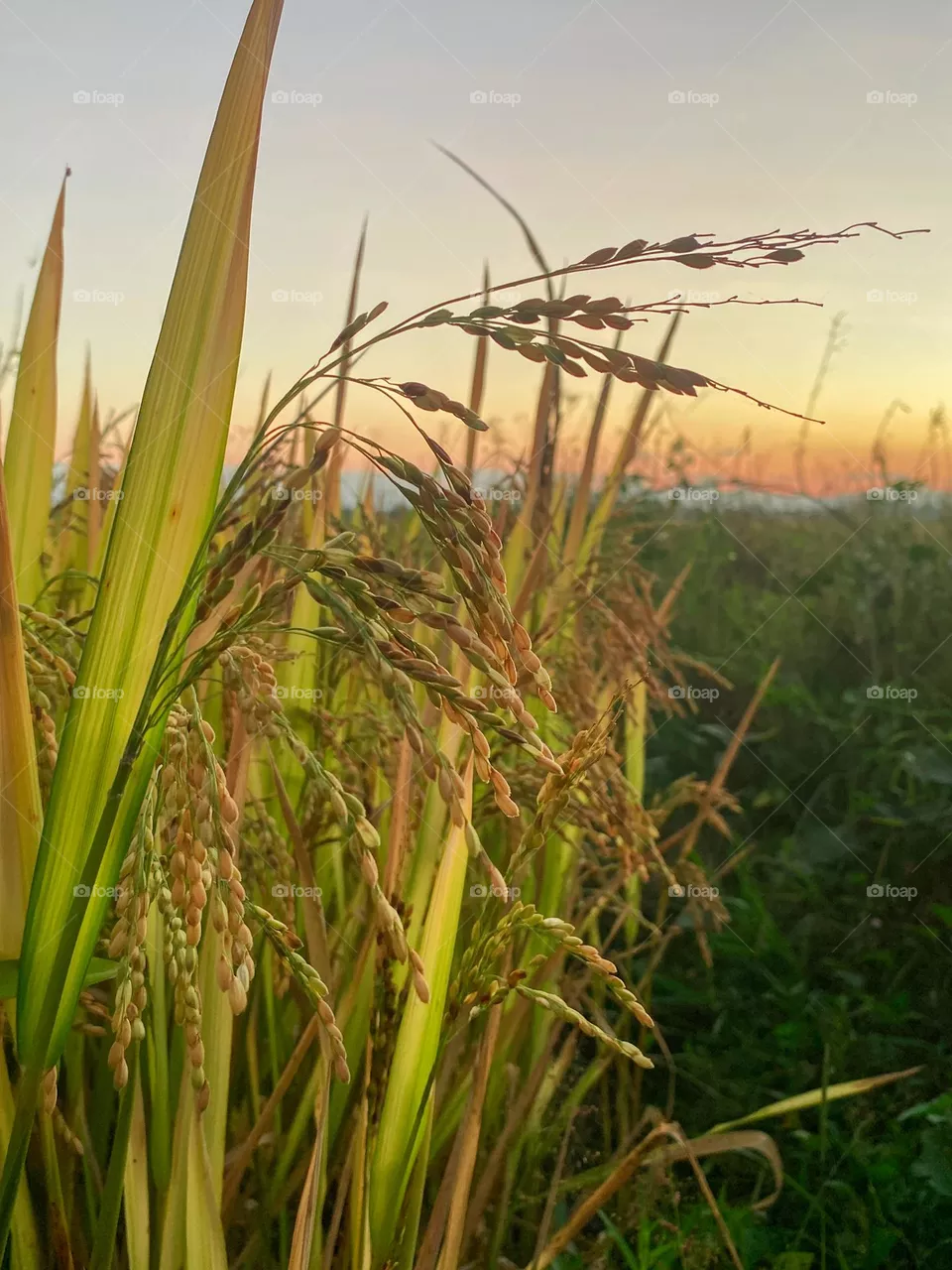 grass