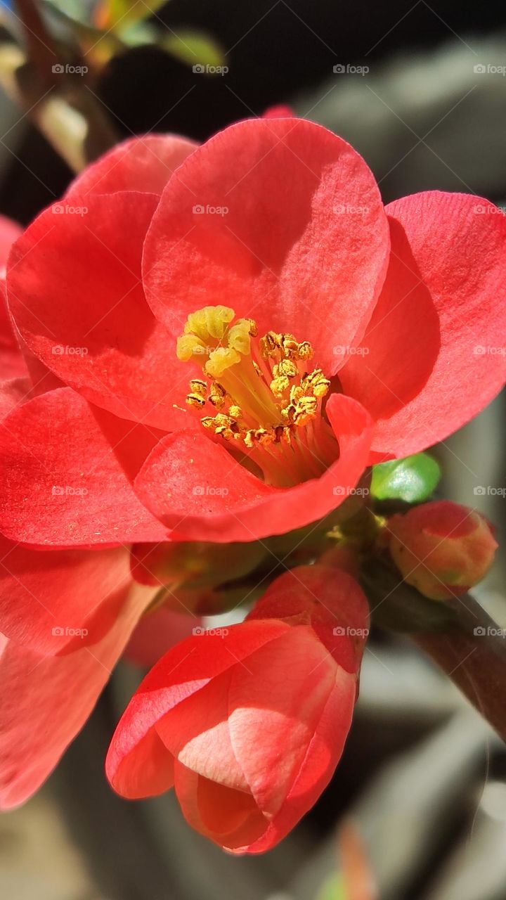 Chinese quince