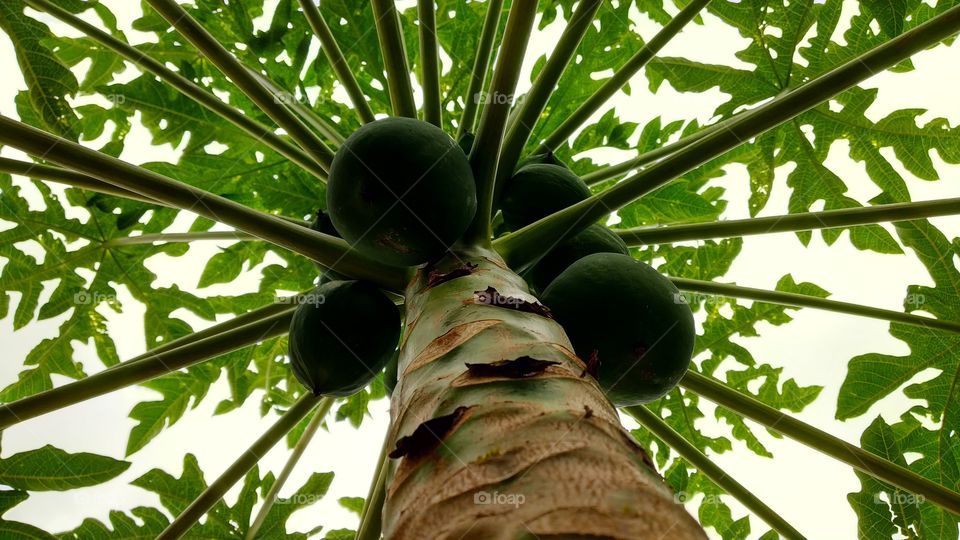 Papaya tree