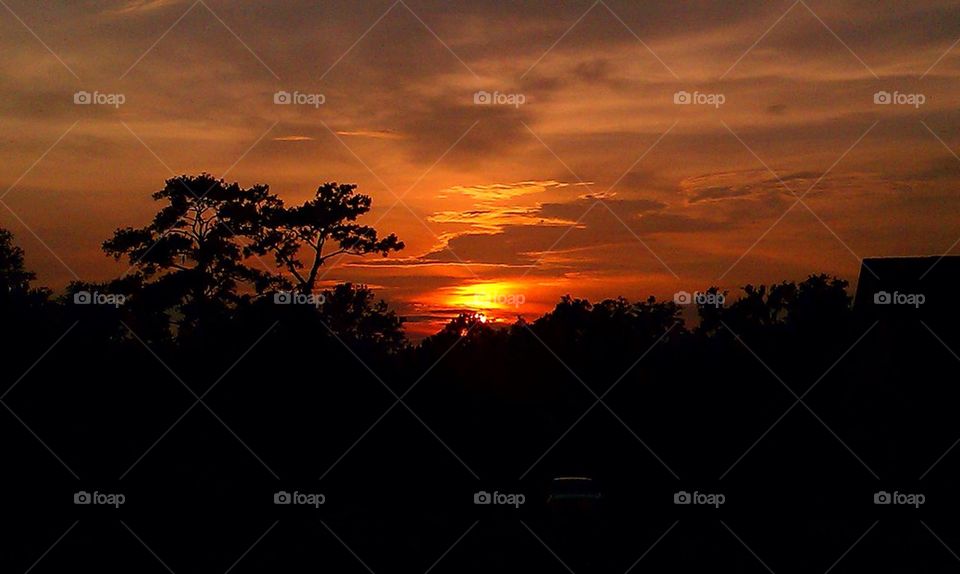 Wildlife and sunset. Trees, clouds and sun blends in tonight again! 