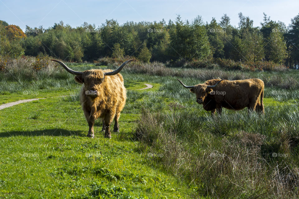 Highland cows