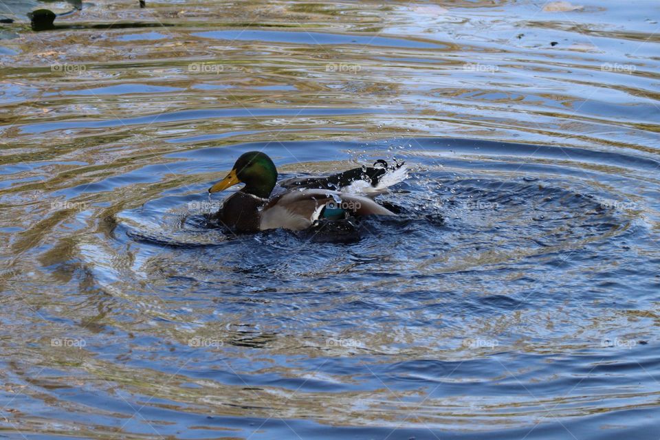Duck taking a bath to clean his feathers