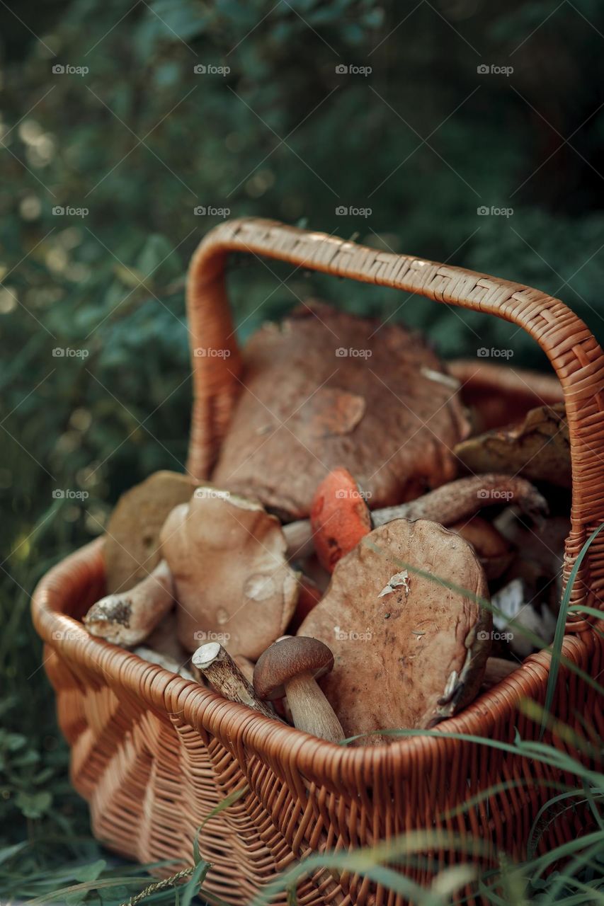 Mushrooms in basket